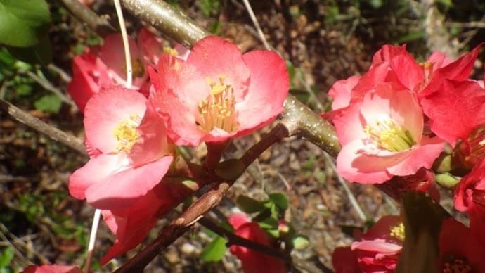 春の花が次々に咲き始める