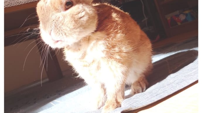 【うさぎ】こうごうしいうさぎ
