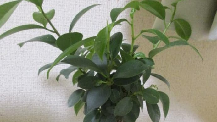 ガジュマルと水晶クラスター