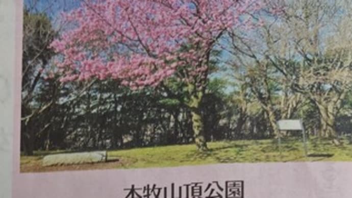朝刊に本牧山頂公園の桜色