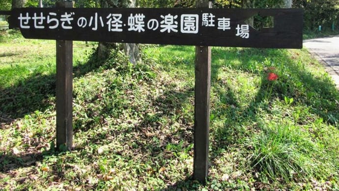 2022 蝶の楽園 in 軽井沢