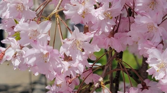 喜多方紀行<前編> 日中線しだれ桜並木