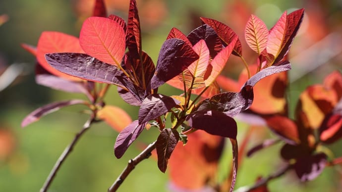 目に青葉、紅葉(べにば)、紅花