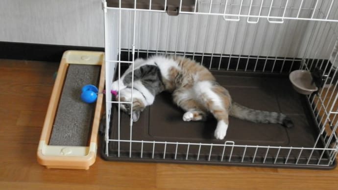 なぜその恰好…。
