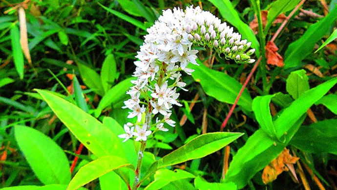 庭の花 野草花中心に、オカトラノオ、オミナエシ、ミツバ、他。