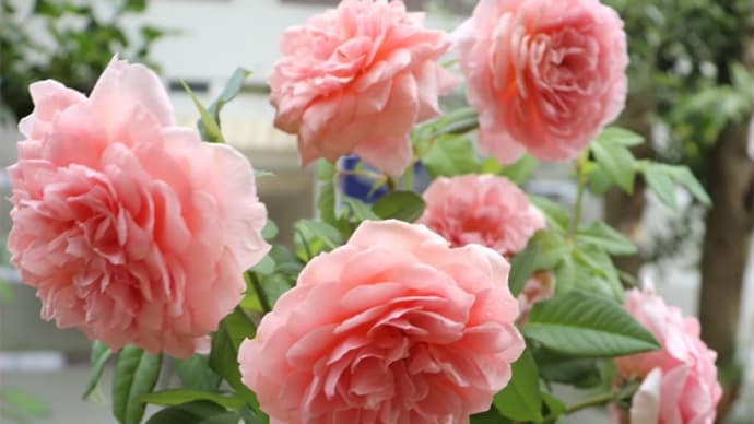 そしてその後＊薔薇を食卓へ