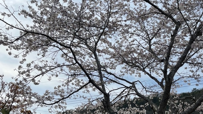 桃の花と桜🌸