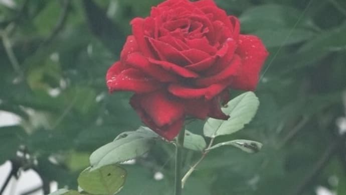 梅雨の日 小さな庭模様
