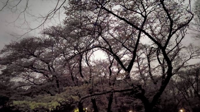 2022.3.27 代々木公園