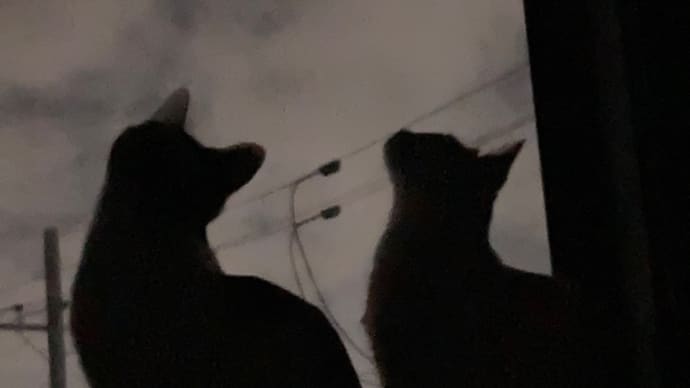 立秋だというのに