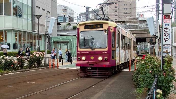 都電荒川線沿線のバラの花と
