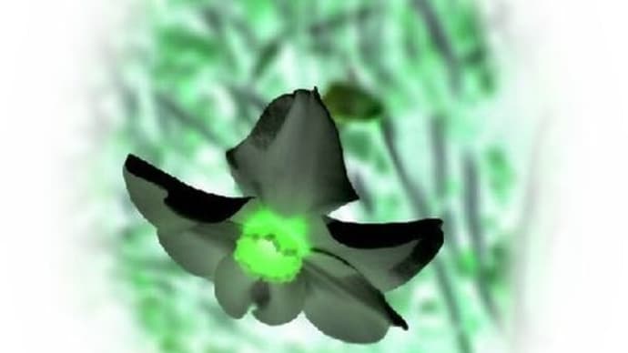 黒水仙・・