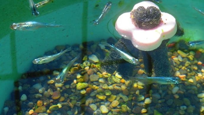 我が家の淡水魚 メダカの仕分け