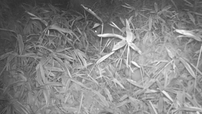 ニホンアナグマの巣穴調査