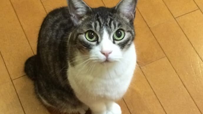 猫cafe。海野寛之