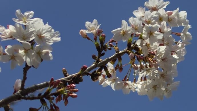 去年の桜ネタ(2023年4月1日) 第１弾、泉佐野市「どこぞの墓場入り口の」の桜