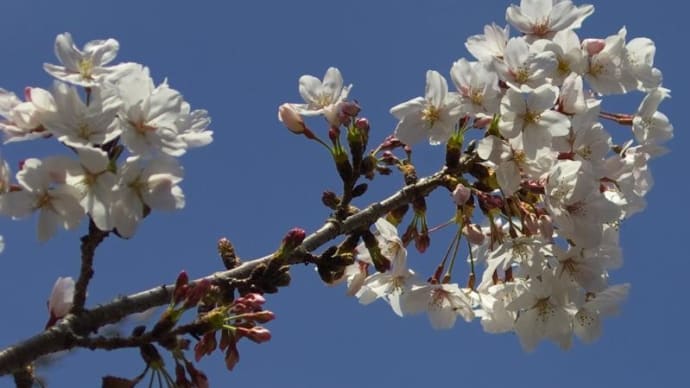 去年の桜ネタ(2023年4月1日) 第1弾、泉佐野市「どこぞの墓場入り口の」の桜
