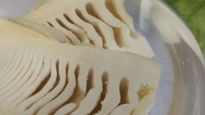 筍で手料理