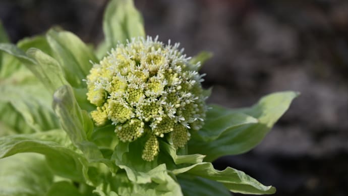 ここにも秘密の花園