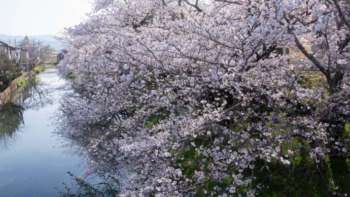 袋井用水の桜