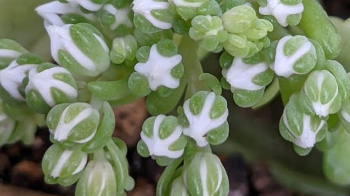 この花は春萌の花かしら？