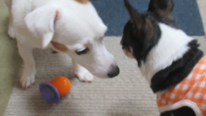 21/05/07 犬の幼稚園BuddyDog