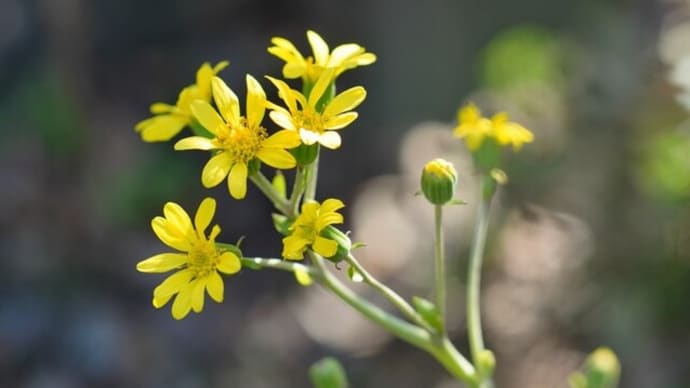 ツワブキの花とフユイチゴの実(赤塚植物園 2021.12.12撮影)