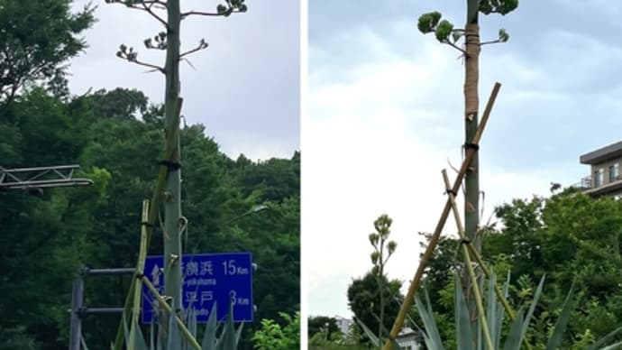 奇跡の花、まだかなあ〜