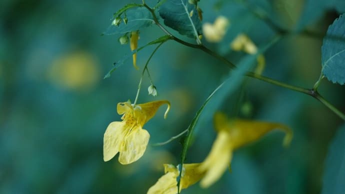 花*花 ~秋の水辺を彩って~