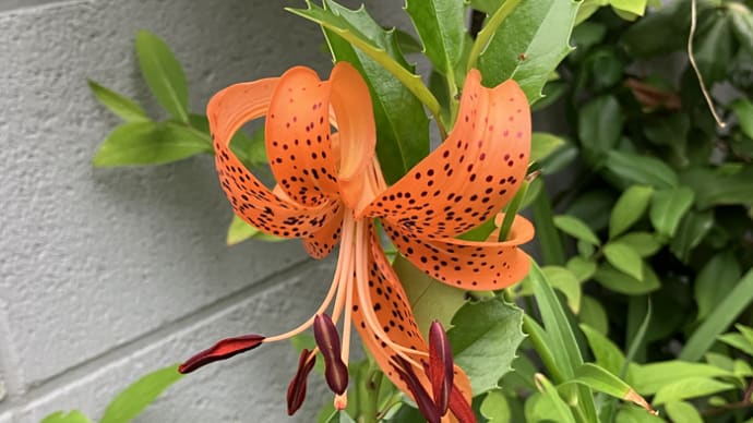 クルマ百合開花を見て朝散歩