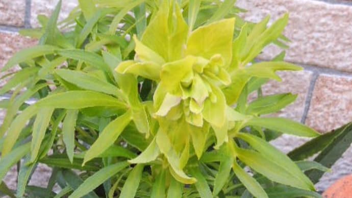 寒すぎる庭*少しの花に癒されて*