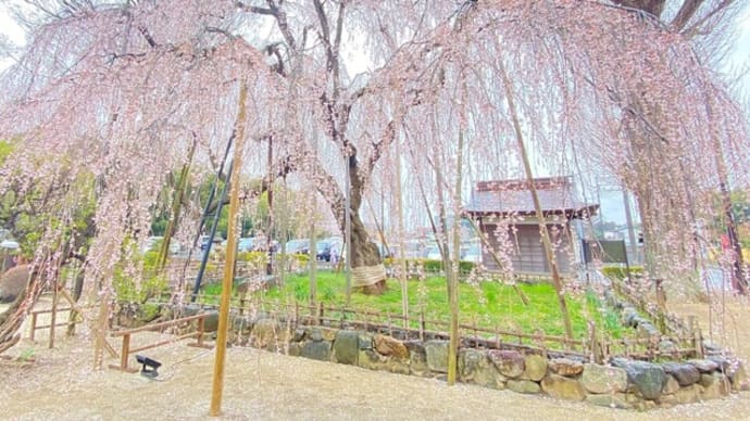 千葉県流山市　清瀧院の枝垂れ桜
