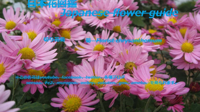 万華の舞?Ten thousand flowers dance?