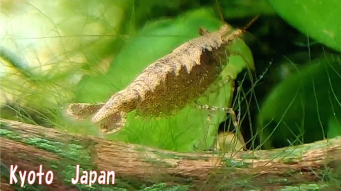 「自然をたたえ、生物をいつくしむ」日・・・🌸春分2024燃大荒れJapan