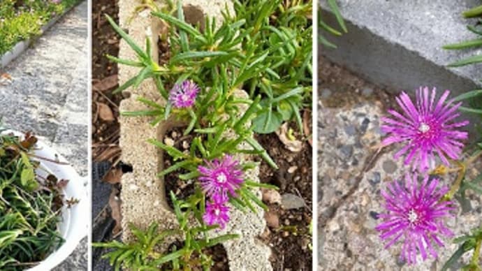 17mの道路沿いに植えたマツバギクが飛び出してきたので剪定したとです(=゚ω゚)ノ