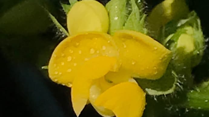 丹波大納言(アズキ)鮮やか黄色の花びら