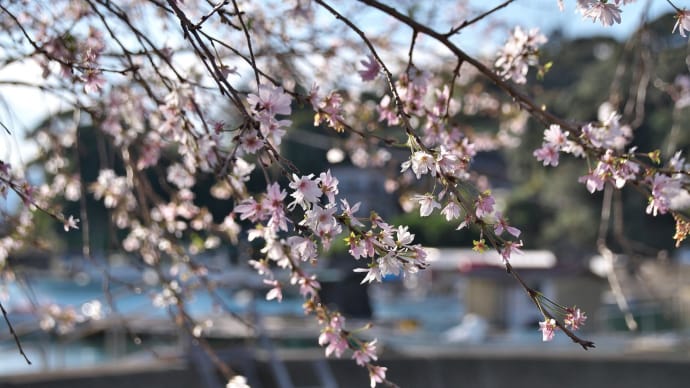 桜満開　街歩き下津浦