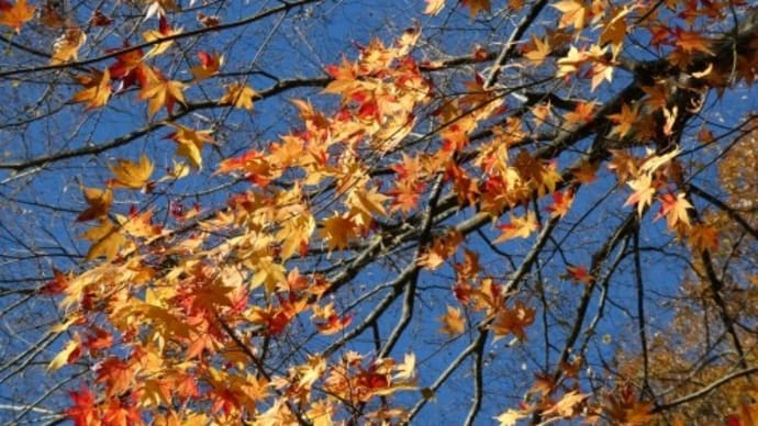 12月の雑木林 ～ 紅葉と実とオオムラサキ幼虫と
