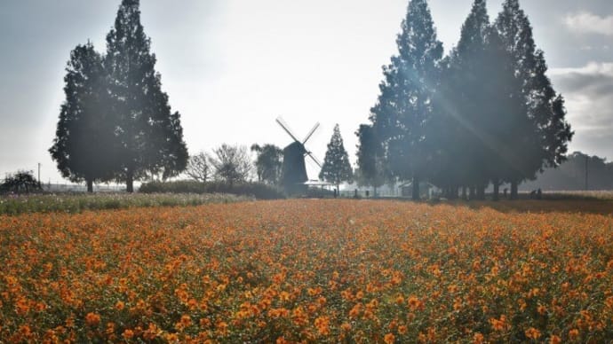 あけぼの山農業公園のキバナコスモス