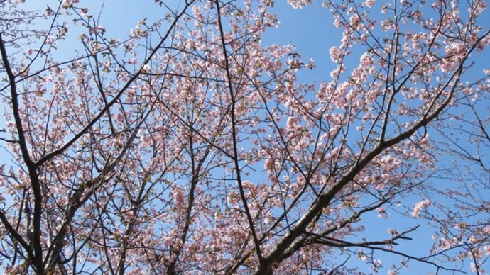 Hyggeにも桜前線到着!