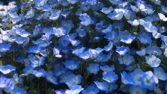 コロナ消えて〜お花で癒される