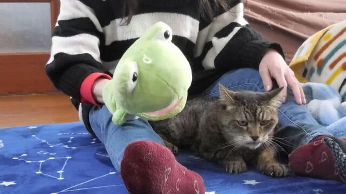 箏を聴くネコ・・眼がしんでる
