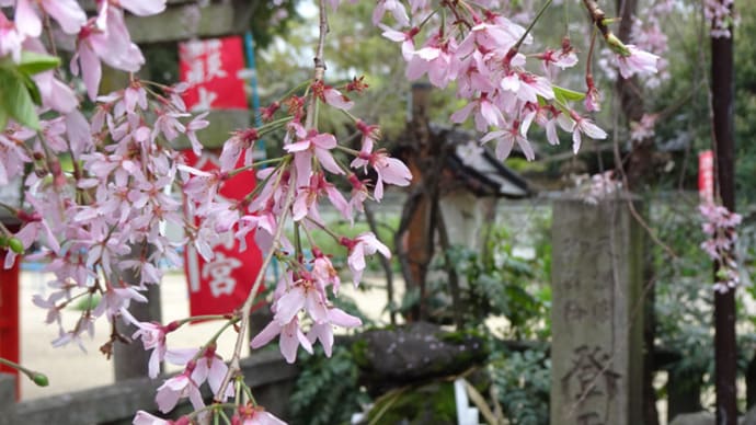 ２０２４年・京都霊場魔所の桜（前編）　＠　京都妖怪探訪（８８３）