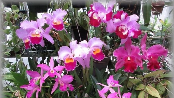 今日の温室からワインコルク栓でランを植え込む