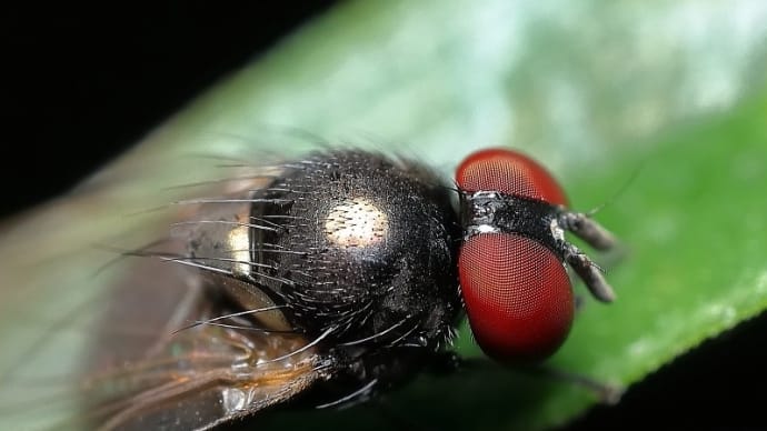 2024年 公園の虫さんたち! (37) 《 今日も暑っちいのだ 》
