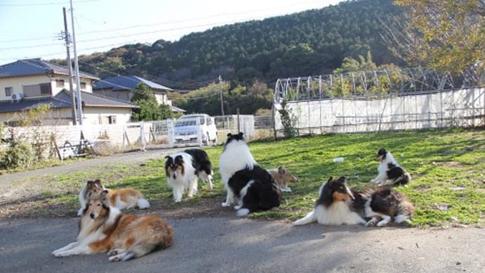 愛犬の友 1月号