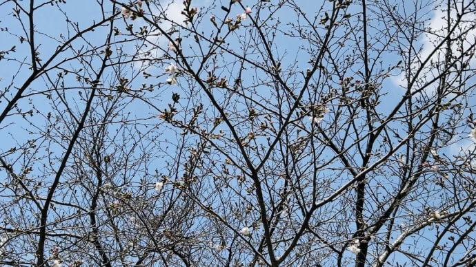 京都・・・地元山科の桜(ソメイヨシノ)→数輪だけ開花🌸(o^^o)