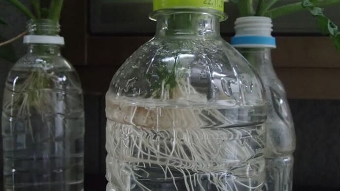 発根したミニトマトの定植とローゼルの発芽