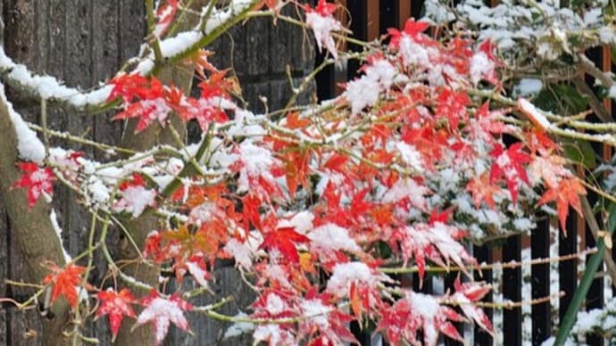 雪の中咲く花