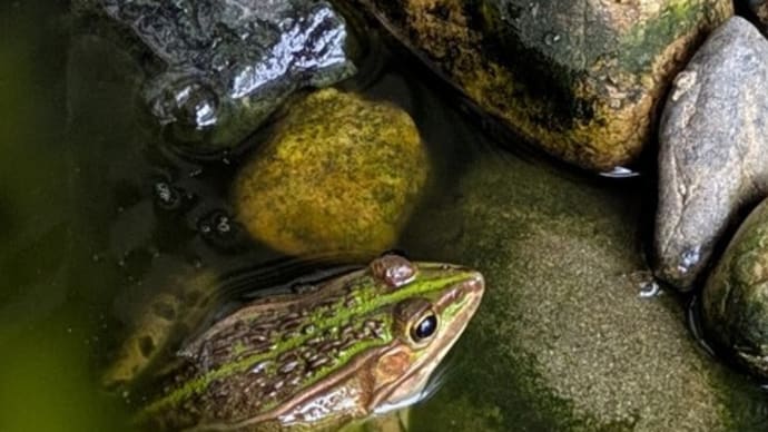 我が家のカエル